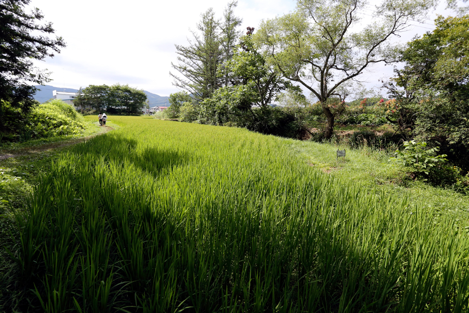 遠野と迷い家