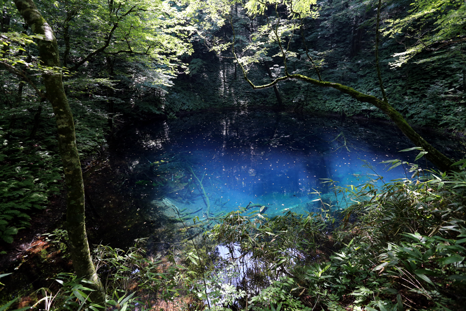 神秘の湖「青池」