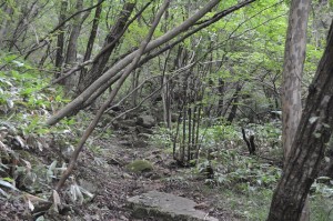 ■野やルートの登り口：割と平坦な道が続く。